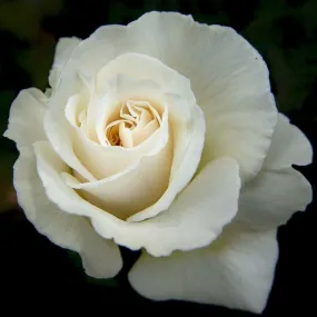 Rosier 'anastasia' -