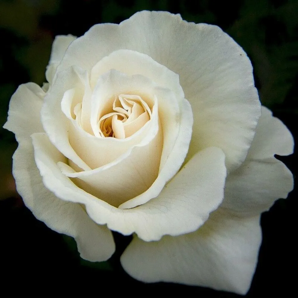 Rosier 'anastasia' -